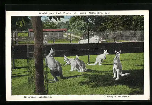 AK Milwaukee, Wis., Australische Känguruhs im Zoo