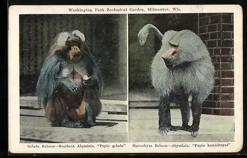 AK Milwaukee, Wis., Gelada Pavian und Hamadryas Pavian im Zoo