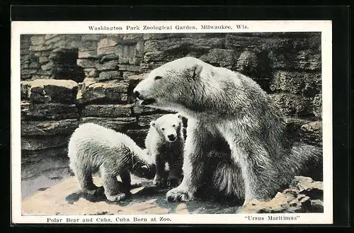 AK Milwaukee, Wis., Eisbär mit zwei Jungen im Zoo