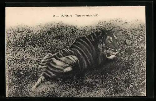 AK Tonkin, Tigre surpris à l`affut