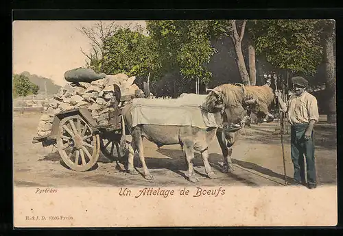 AK Pyrénées, Un Attelage de Boeufs