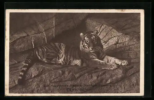 AK Hamburg-Stellingen, Tiger in der Tigerschlucht in Hagenbecks Tierpark