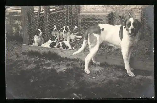 AK Bernhardiner vor einem Verschlag mit Welpen