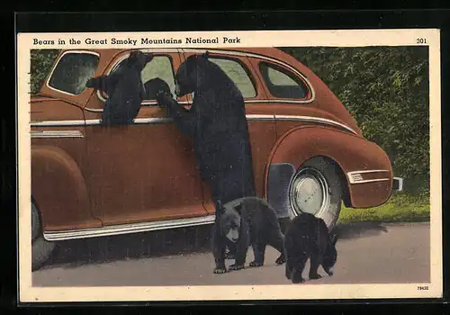 AK Great Smoky Mountains, Schwarzbär mit Jungen an einem Auto im National Park