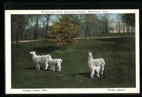 AK Milwaukee, Wis., Lamas auf dem Freigelände im Washington Park Zoo