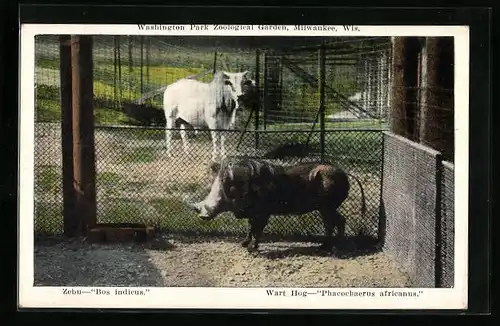 AK Milwaukee, Wis., Zebu und afrikanisches Warzenschwein im Washington Park Zoo