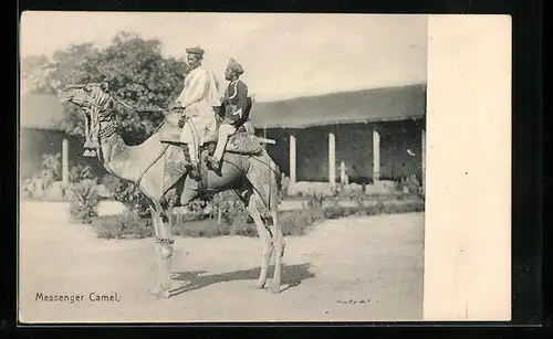 AK Messenger Camel mit zwei Reitern