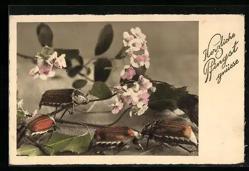 AK Maikäfer krabbeln auf blühendem Zweig, Pfingstgruss