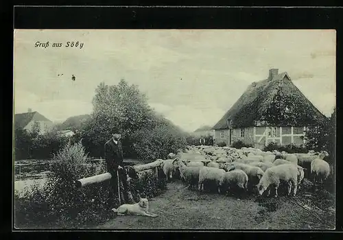 AK Söby, Schäfer mit seiner Herde am Teich