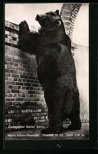 AK Berlin, Alaska-Riesenbär im Zoo