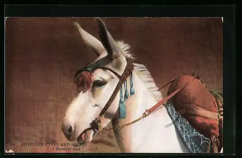 AK Ägypten, Beladenes Maultier mit Troddeln