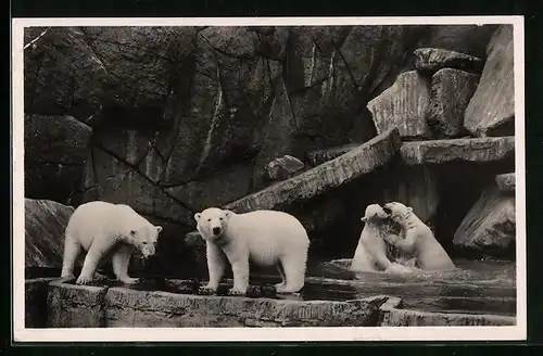 AK Hamburg-Stellingen, Eisbären im Freigehege im Tierpark