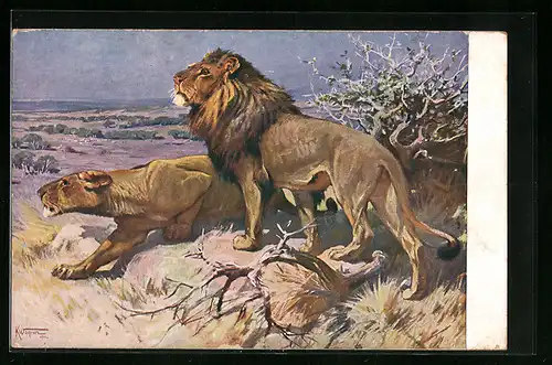 AK Löwenpaar auf der Jagd