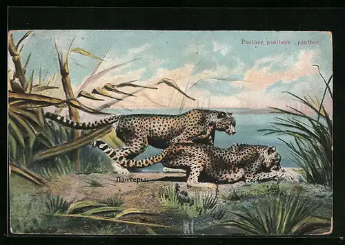 AK Panther vor einem Gewässer in freier Wildbahn