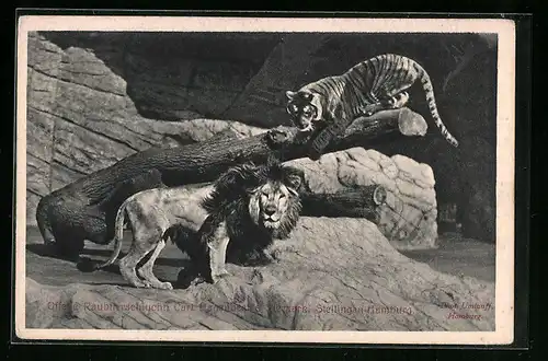 AK Hamburg-Stellingen, Tiger und Löwe im Tierpark