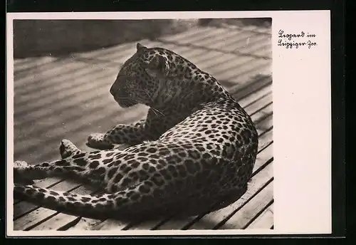 AK Leipzig, Liegender Leopard im Zoo