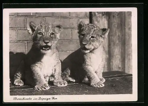 AK Leipzig, Zwei Löwenkinder im Zoo