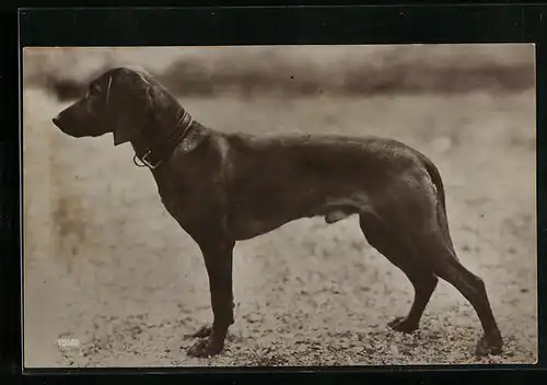 AK Jagdhund in aufrechter Haltung