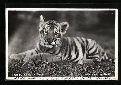 AK Berlin, Junger sibirischer Tiger im Zoo
