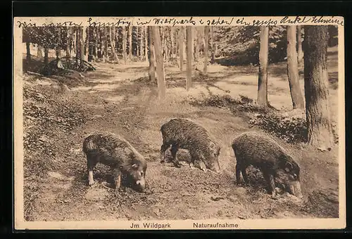 AK Junge Wildschweine auf Futtersuche in einem Wald