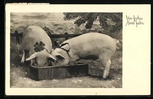 AK Zwei Schweine beim Fressen aus einem Trrog, Neujahrsgruss