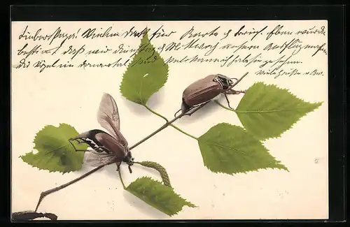 AK Zwei Maikäfer krabbeln auf einem Birkenzweig