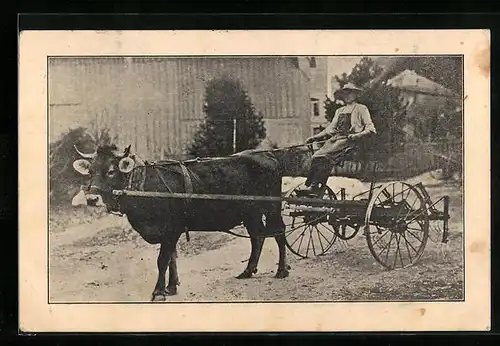 AK Bauer auf seinem Ochsenwagen