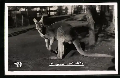 AK Australisches Känguruh vor einem Baum