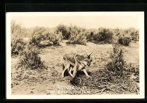AK Coyote in the Desert Outlaw