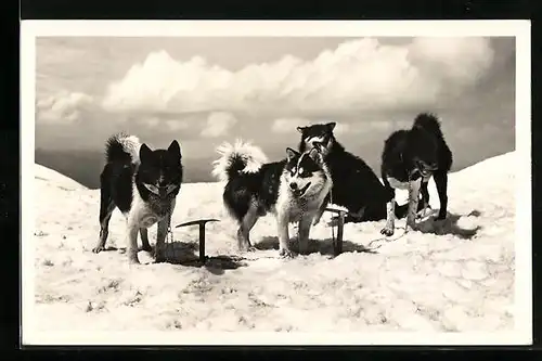 AK Jungfraujoch, Polarhunde im Schnee