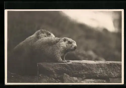 AK Zwei Murmeltiere auf einer Mauer