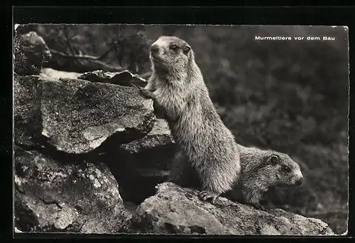 AK Murmeltiere vor dem Bau