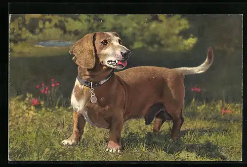 AK Ein Basset auf einer Wiese