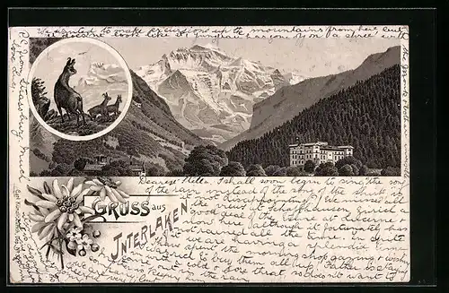 Lithographie Interlaken, Panorama mit Hotel, Gämse auf einem Berg, Edelweiss