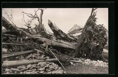 Foto-AK La Chaux-de-Fonds, Cyclone 12.6.1926, Umgestürzter Baum nach dem Unwetter