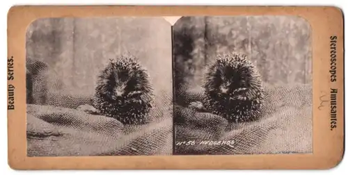 Stereo-Fotografie Fotograf unbekannt, Igel in Verteidigungshaltung, Hedgehog