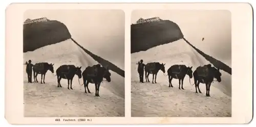 Stereo-Fotografie Wehrli AG, Kilchberg-Zürich, Bergsteiger mit Packpferden vor der Berghütte am Faulhorn