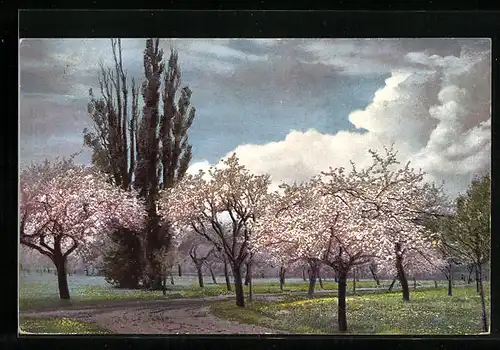 Künstler-AK Photochromie Nr. 1286: Strasse mit blühenden Bäumen