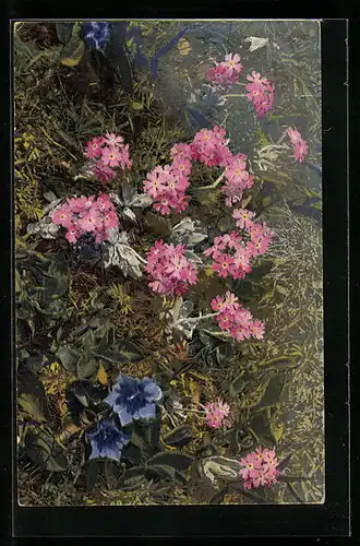 Künstler-AK Photochromie Nr. 1214: Primula farinosa, Gentiana acaulis