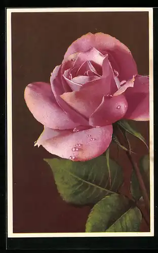 Künstler-AK Photochromie Nr. 1875: Blühende Edelrose