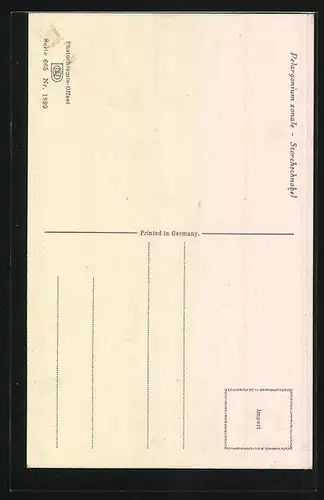 Künstler-AK Photochromie Nr. 1899: Blühender Storchschnabel