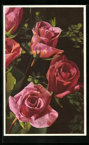 Künstler-AK Photochromie Nr. 2003: Blühende rote Rosen