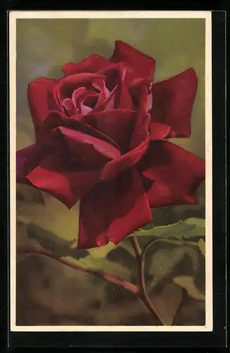 Künstler-AK Photochromie Nr. 1873: Rote Edelrose