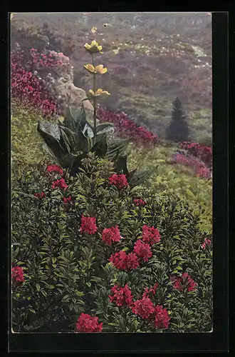 Künstler-AK Photochromie Nr. 517: Rhododendron ferrugineum, Gentiana punctata