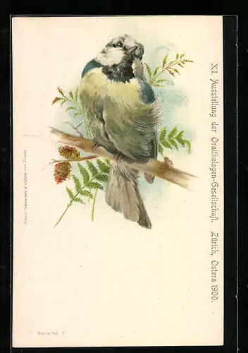 AK Zürich, XI. Ausstellung der Ornithologen-Gesellschaft 1900, Blaumeise sitzt auf Ast