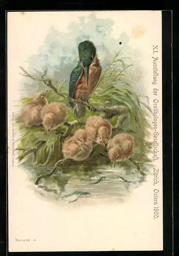 AK Zürich, XI. Ausstellung der Ornithologen-Gesellschaft 1900, Eisvogel und Junges suchen nach Futter