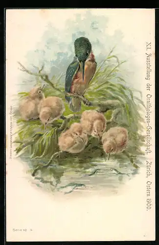 AK Zürich, XI. Ausstellung der Ornithologen-Gesellschaft 1900, Eisvogel mit seinen Küken