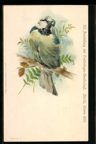 AK Zürich, XI. Ausstellung der Ornithologen-Gesellschaft 1900, Blaumeise auf einem Ast