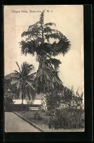 AK Dominica, Tolipot Palm