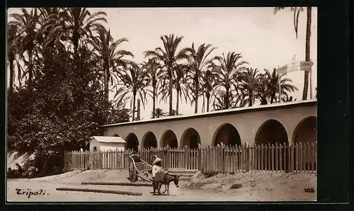 AK Tripoli, Panorama